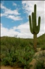 Saguaro and Prickly Pear